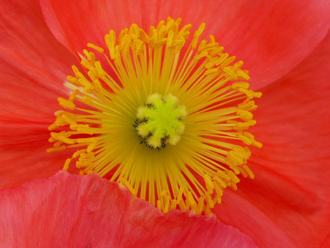 Papaver nudicaule sélections horticoles photo